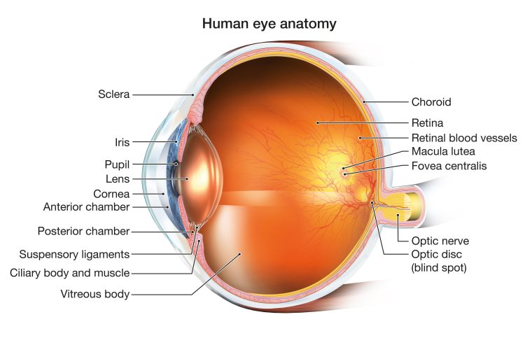 Medically 3D illustration of the human eye - glaucoma impacts the back of the eye (optic nerve and optic disc) and cataracts impacts the front of the eye (lens).
